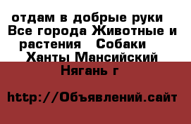 отдам в добрые руки - Все города Животные и растения » Собаки   . Ханты-Мансийский,Нягань г.